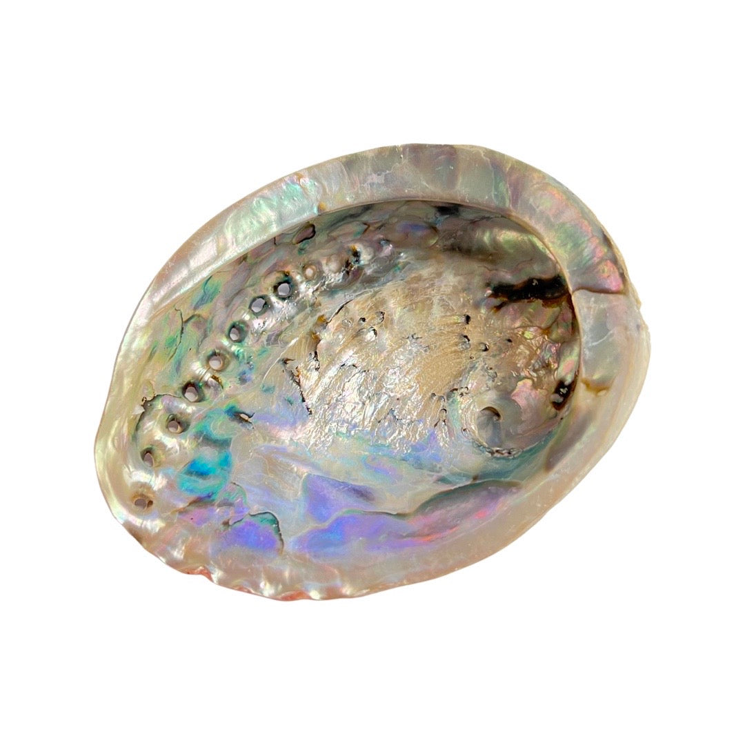 Medium Abalone Shell